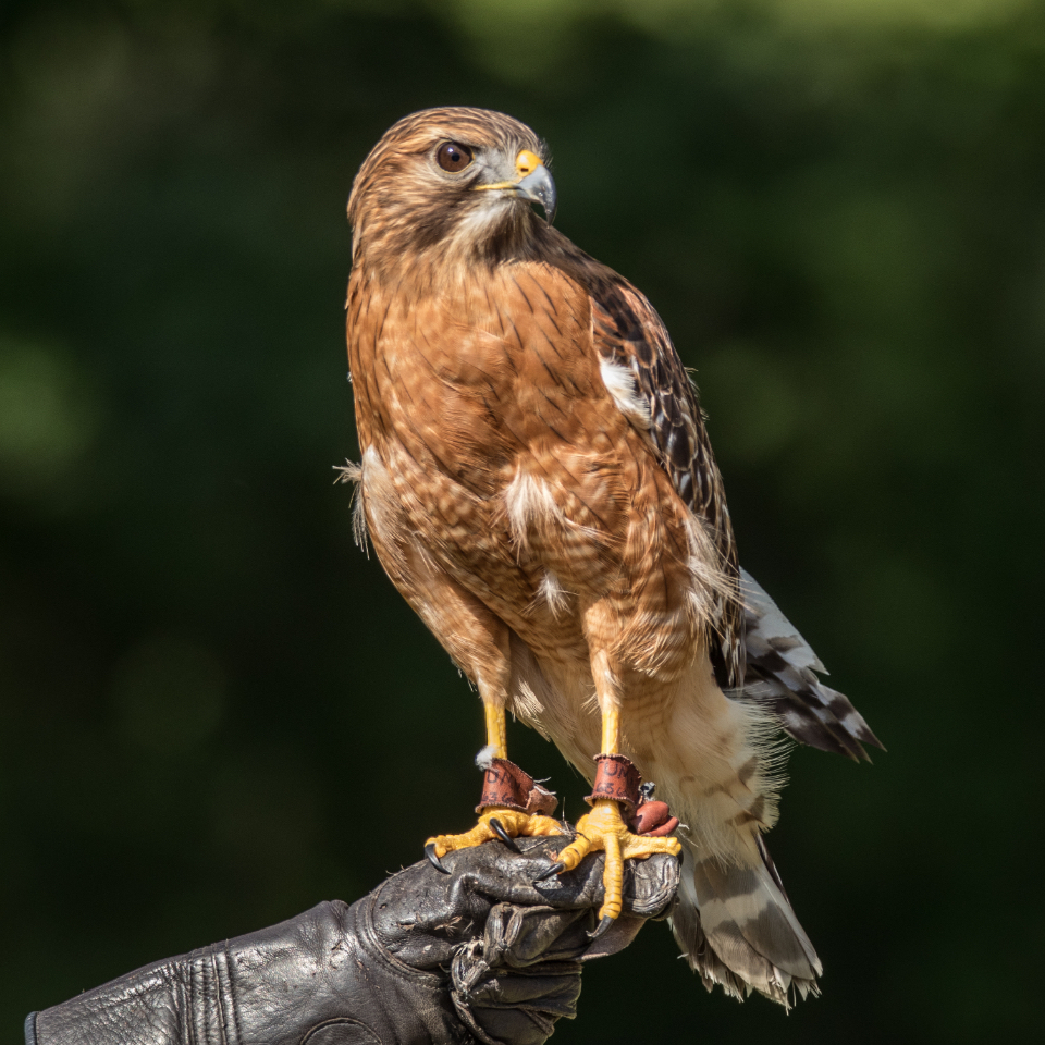 Red Shouldered Hawk Free image.